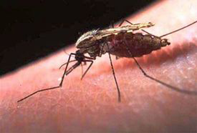 malária ok