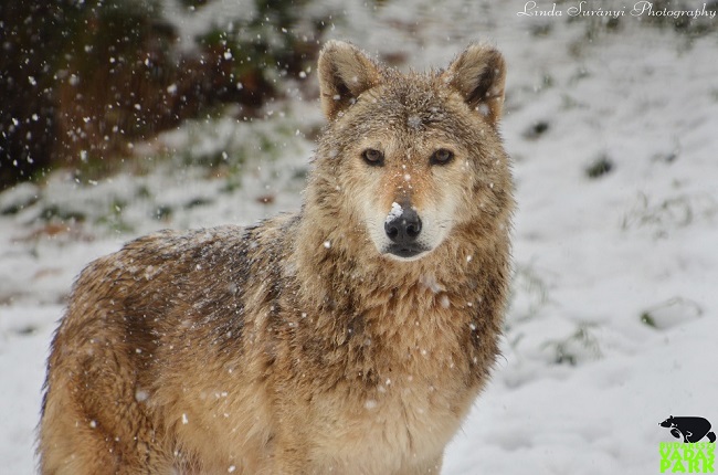 A farkas a hónap állata a Budakeszi Vadasparkban