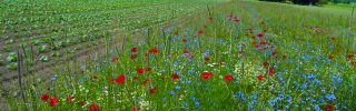 Virágos talajtakarókkal a biológiai sokszínűségért