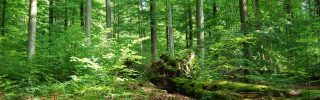 A fő cél az erdő biodiverzitásának növelése