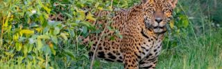 Gyógyult jaguárt engedtek szabadon Argentínában