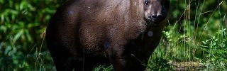 Kutatók figyelmeztetnek: a kihalás fenyegeti Dél-Amerikában a tapírokat