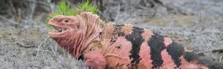 Vulkánkitörés fenyegeti a rózsaszín leguánokat