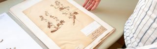 Humboldt örökségét is őrzi egy új virtuális herbárium