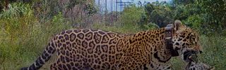 Két jaguár született egy argentin nemzeti parkban
