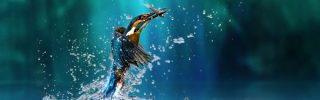 Kingfisher,Bird,Water,Spray,Moment.