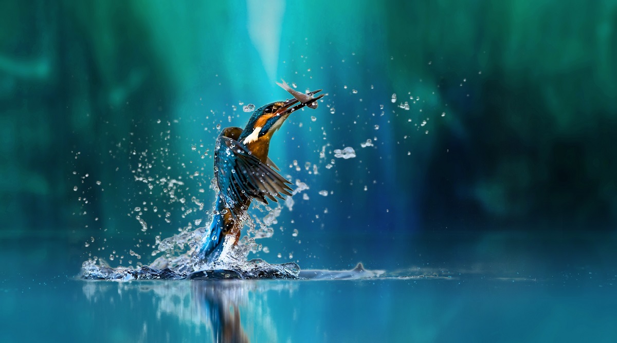 Kingfisher,Bird,Water,Spray,Moment.