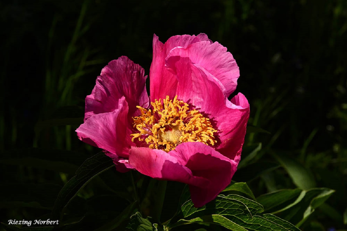 vPaeonia virág k